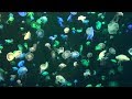 Океанариум в Чжухай и необычные обитатели океанов - Жизнь в Китае #136