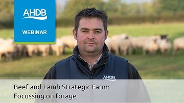 AHDB Beef and Lamb Strategic Farm: Focusing on forage