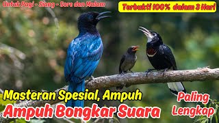 Download Lagu Masteran Murai Batu Paling Dicari Penghobi Tahun Ini MP3