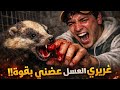 أصغر حيوان قتل أكبر طموحاتي صراع البقاء مع غرير العسل