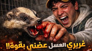 ​أصغر حيوان قتل أكبر طموحاتي.. صراع البقاء مع غرير العسل! 🦡