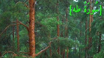 سُورَةُ طه بصوت الشيخ عبد الرحمن بن موسى رواية ورش عن نافع تجويد رائع