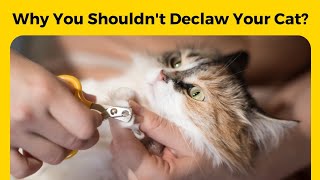 Why You Should NOT Declaw Your Cat?