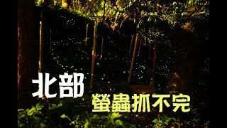 北部螢火蟲秘境深山森林小學蟲飛舞不私藏景點