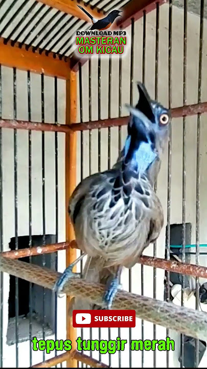 BURUNG TEPUS TUNGGIR MERAH JANTAN #shortvideo #kicaumania #tepustunggir  #tepustunggirmerah