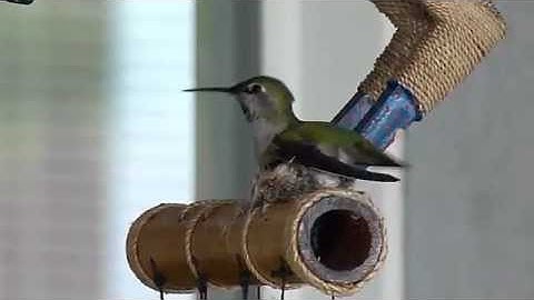 Spider Web for New Nest. 3-11-12 P1050157 By: JJ