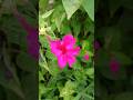 four o'clock flower (Mirabilis jalapa), #flowers #lovingvibes #nature #homegardening#flowers#garden