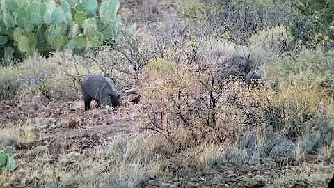House Javelina