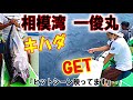 【今年の相模湾のキハダも激熱】シーズン初挑戦で早速キハダ釣りました!