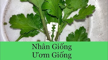 HƯỚNG DẪN NHÂN CÂY GIỐNG HOA CÚC