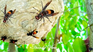 Vespa Tropica bees | It's fascinating to have these bees in my garden