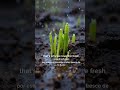 Why Rain Smells So Good