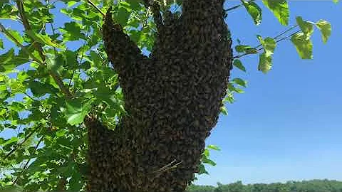 Catching a Late Season Honeybee Swarm | Beekeeping - DayDayNews