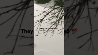 LEVEL 1 SNOW EMERGENCY #fypシ゚viral
