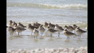 Details Waders migration Guide