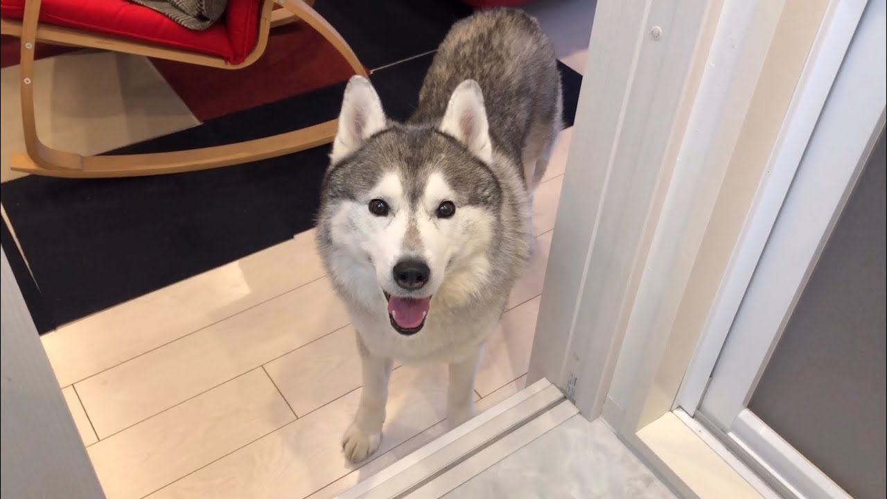 お注射頑張ったので ごほうびを求めて見つめてくるシベリアン ハスキー いぬのきもちnews Line News