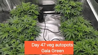 Gaia Green with Autopots