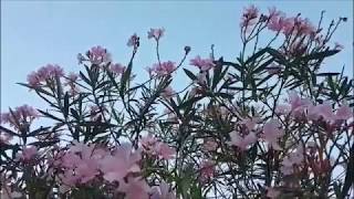 너의 꽃말 Lucia 심규선 沈圭善 Shim Kyu Sun