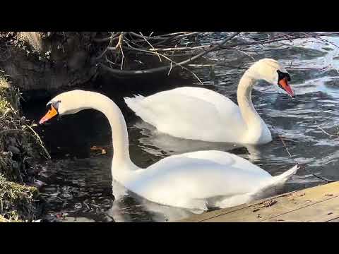 Třebíč ✔️Borovina | Чехия| Тршебич