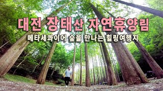 장태산자연휴양림 캠핑장 영상
