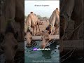 ماذا يوجد داخل سنام الجمل