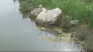 Blue-green algae found in three more lakes