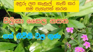 ගස් නිවිති|රෝග සමනය කර නිරෝගි දිවියකට ගස් නිවිති|gas nivithi|අස්ථි හා දත් ශක්තිමත් කරන ඔසු