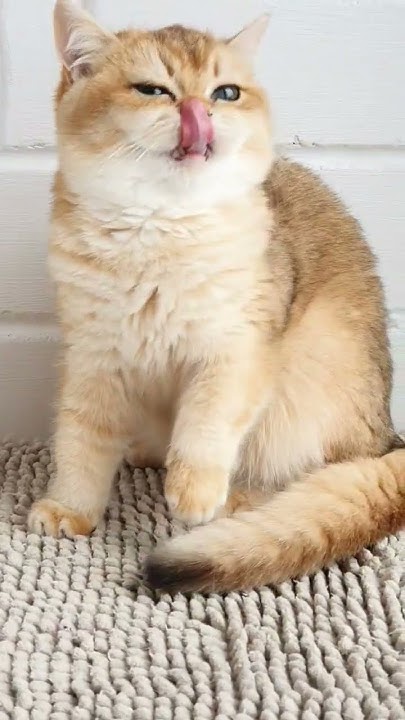 Британский котенок.😻 золотая шиншилла.British kitten golden chinchilla ...