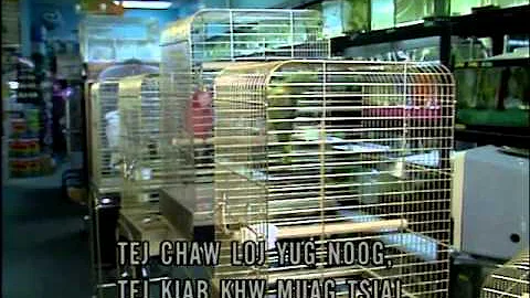 Biosecurity for Birds video with Hmong subtitles