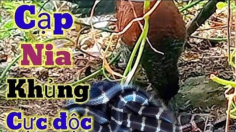 Bắt Rắn Cạp Nia Khủng | Chim Bìm Bịp Bắt Rắn Cạp Nia Cực Độc