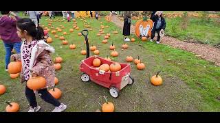 Pumpkin Patch 2024