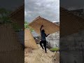 Shed construction part 03#aseelindianfarm #shorts #shedconstruction
