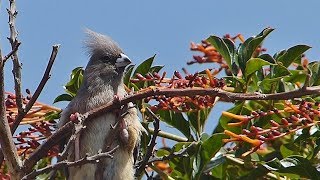 Weißrücken Mausvogel -  Colius colius