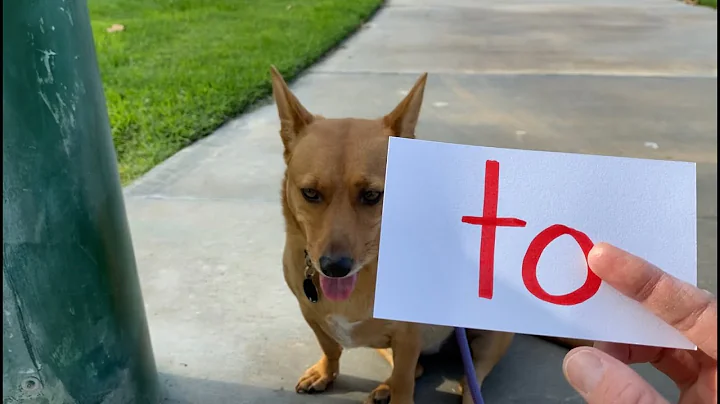 Professor Ginger and the Word To | Sight Word To | Read and Spell the High Frequency Word To