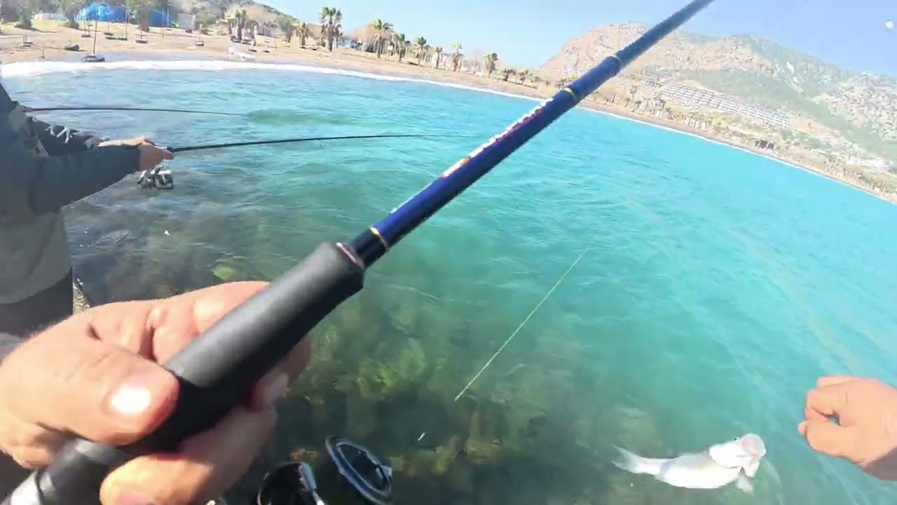 Bu baliklar resmen aç aç ... #levrek 