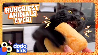 The Hungriest Animals We Have EVER Seen! | Dodo Kids | 20 Minutes Of Animal Videos