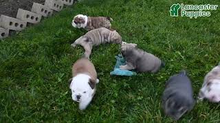 Precious English Bulldog Puppies