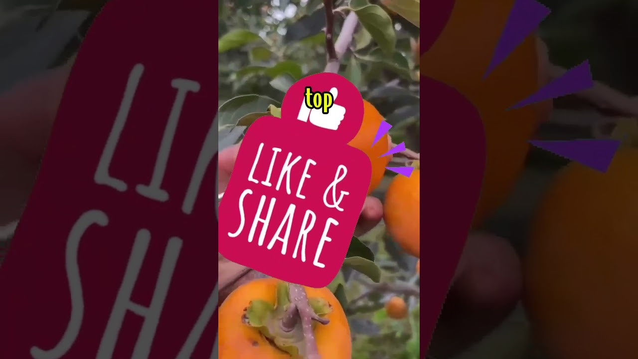 What's the funniest th...