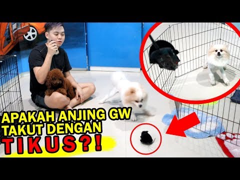 PRANK KASIH TIKUS KE ANJING GW OLAF! *ketakutan*ngakak* PRANK KASIH TIKUS KE ANJING GW OLAF! *ketakutan*ngakak*
