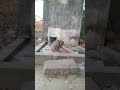 Village Monkey Enjoying Food ❤️