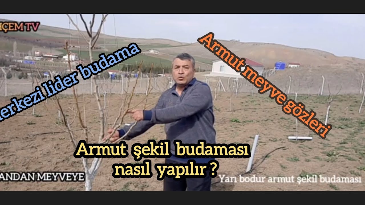 Armut budama armut meyve gözleri. merkezi lider budama. BAHÇEM TV