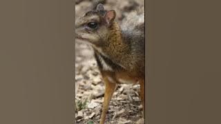 Suara pikat kancil pelanduk liar suaranya jernih .mantaaaap