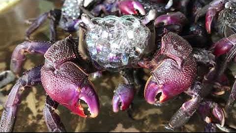 KHAI TRƯƠNG CỘT CỜ HÀ NỘI TẠI ĐẤT MŨI - CÀ MAU