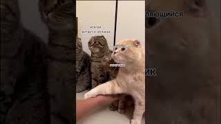 CatClass #shots #funnyvideo #funnycats