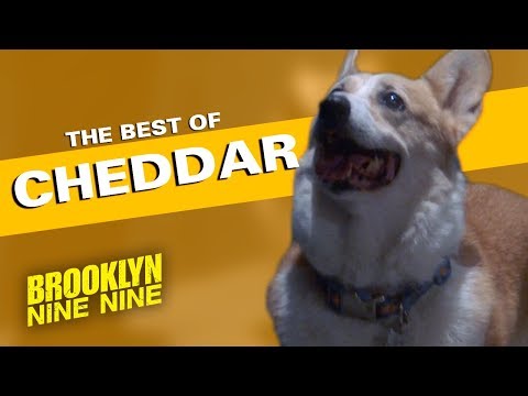 The Best of Cheddar | Brooklyn Nine-Nine