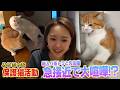 【みりちゃむ家】新入り猫たくあんとメンマが先住ちゃんと急接近でボス猫争いが勃発!?（保護猫活動×嗚呼!!みんなの動物園）