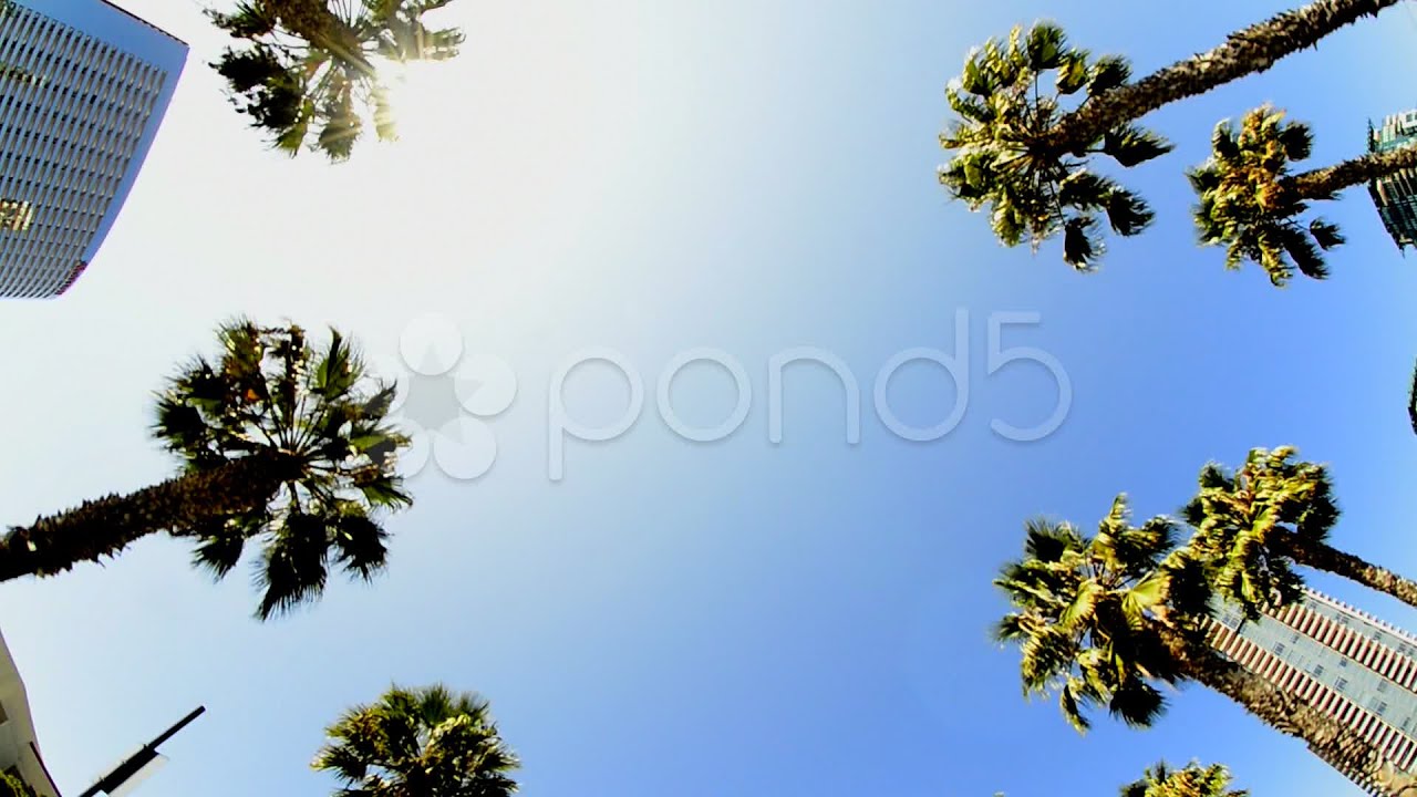 California Tropical Palm Trees Driving. Stock Footage
