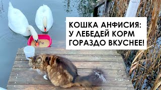 The cat Anfisa eats swans. Archie the cat too! #2k #axelfrank by Aksel Frank 21,237 views 4 months ago 9 minutes, 27 seconds