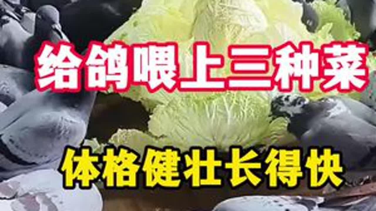 给哥喂上三种菜，体格健壮长得快#鸽子 #鸽子养殖技术 #养鸽人 #喂鸽子