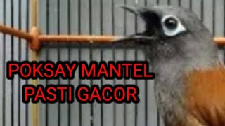 Download Lagu CARA MERAWAT BURUNG POKSAY MANTEL AGAR GACOR RAJIN BUNYI MP3